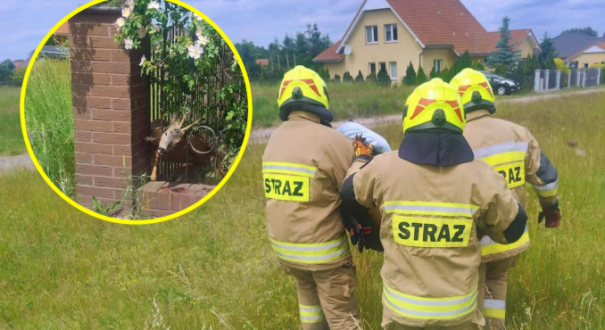 Akcja strażaków z OSP Krasowiec ratowanie koziołka w płocie Łagodziń Gorzów