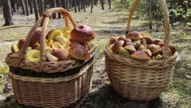 kosz pełen świeżych grzybów zebranych w lasach w okolicach Gorzowa