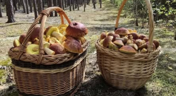kosz pełen świeżych grzybów zebranych w lasach w okolicach Gorzowa