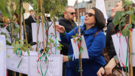 II Festiwal Renety Landsberskiej Gorzow ryneczek przy Jerzego sprzedaz historycznych sadzonek jabloni