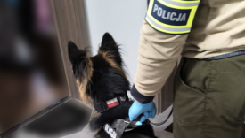 policyjny pies tobi tropiacy narkotyki zatrzymanie 34 latka znaczne ilosci marihuany amfetaminy lsd drezdenko strzelce krajenskie